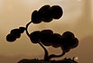 Acorn Story