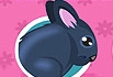 Chinchilla Pet Care